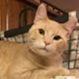 Meet your Posher, Heidi